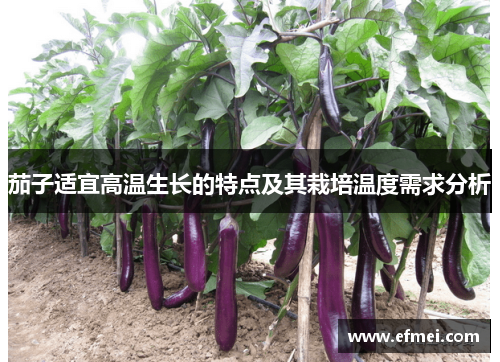 茄子适宜高温生长的特点及其栽培温度需求分析